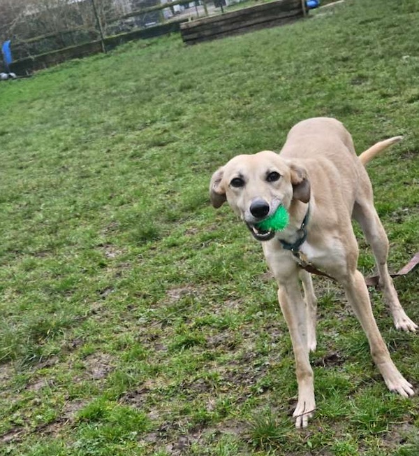 Fawn who is a Lurcher