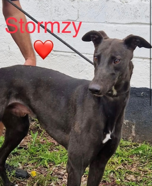 Stormzy who is a Greyhound