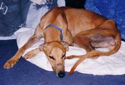 Photo for Chester, a lovely big greyhound, enjoying a relaxing moment