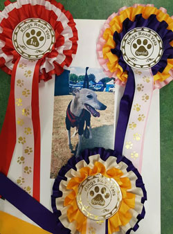 Photo for Well done to Merlin for winning three rosettes at the fun dog show.
