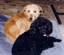 Photo for Penny the poodle with her friend Mia, an Italian greyhound/terrier