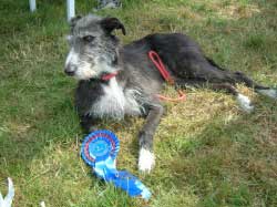 Photo for Millie with her 2nd place rosette that she won at  the Galloway Game Fair