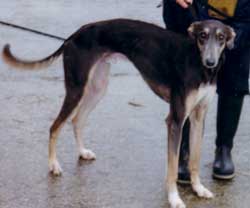 Photo for Mouse , a saluki/greyhound has very rare colouring