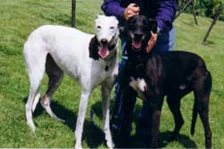 Photo for Kissie and Oliver, both greyhounds