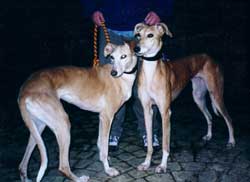 Photo for Poppet and Freckles are both saluki/greyhounds