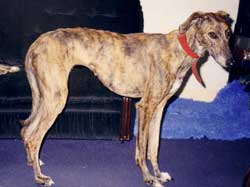 Photo for This is Rose, a saluki/greyhound