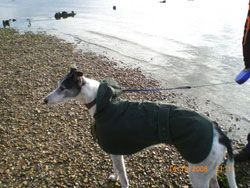 Photo for Shady enjoys a walk on the beach.