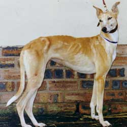 Photo for Star is an elegant collie/whippet/greyhound
