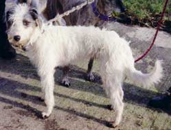 Photo for Here is Tess. She is a bedlington/whippet/collie