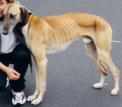 Photo for This is Theo soon after he was rescued. He is a saluki/greyhound