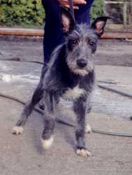 Photo for Till is a bedlington/collie/whippet