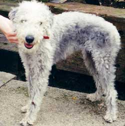 Photo for Tilly is a pedigree bedlington puppy. She is a very rare breed