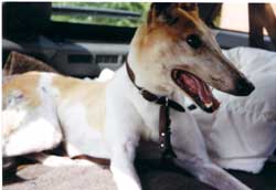 Photo for Vicky, an 11 year old greyhound, was left on an allotment