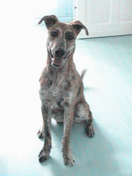 Photo for Ziggy was in a terrible state when he was rescued, but as you can see, he is a happy and much loved lurcher now